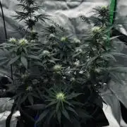 Grow 7.3 Kannabia | Mexican Sativa Fem.
