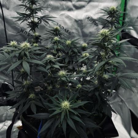 Grow 7.3 Kannabia | Mexican Sativa Fem.