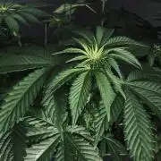 Grow 7.1  | Doctors Choice | DC Kush