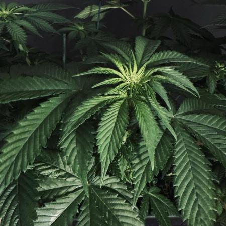 Grow 7.1  | Doctors Choice | DC Kush