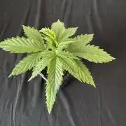 8 World of Seeds | Mongolia THC Free