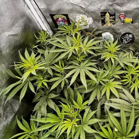 Grow 4.1 | Humboldt | California Haze