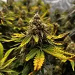 Grow 3.0 | Zamnesia | Green Goblin