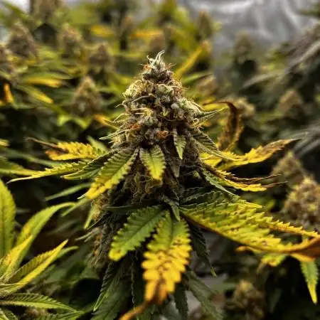 Grow 3.0 | Zamnesia | Green Goblin