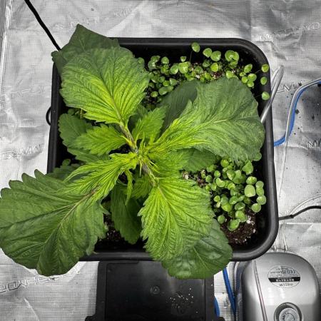 Grow 7.7 | Terpyz | Spicy Temp. RG