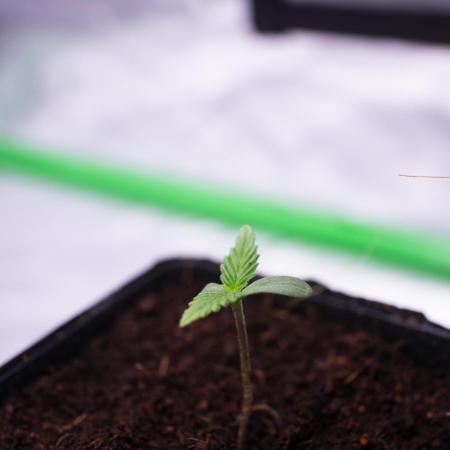 Grow 6.3 | Mendo Dope Farms | Skoochie