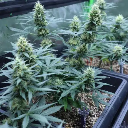 GROW 5.0 | Divine Seeds Auto Big Demon