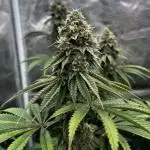 Grow 5.3| Zamnesia | Lemon Cherry Gelato