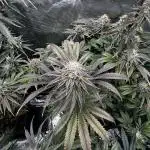 Grow 5.3| Zamnesia | Lemon Cherry Gelato