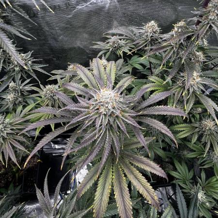 Grow 5.3| Zamnesia | Lemon Cherry Gelato