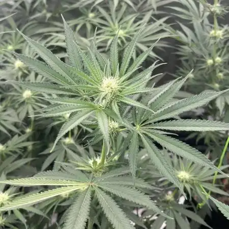 Grow 4.0 | Humboldt | Hi-Biscus