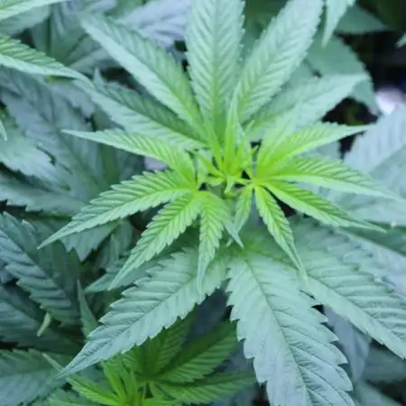 Grow 5.5 | Humboldt | Vanilla Frosting