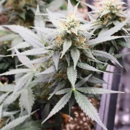 GROW 5.0 | Divine Seeds Auto Big Demon