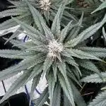 Grow 5.4 | Zamnesia | Purple Urkle