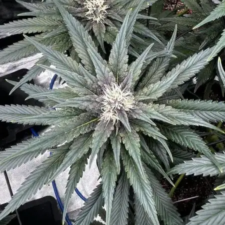 Grow 5.4 | Zamnesia | Purple Urkle