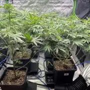 8 Sensible Seeds Bruce Banner 3 CBD
