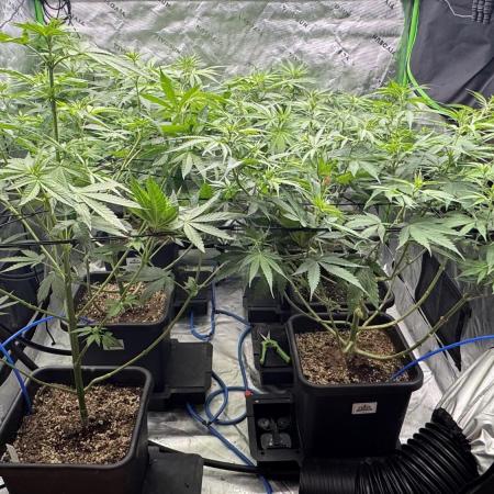 8 Sensible Seeds Bruce Banner 3 CBD