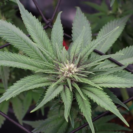 Grow 5.4 | Zamnesia | Purple Urkle