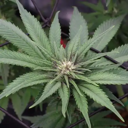 Grow 5.4 | Zamnesia | Purple Urkle