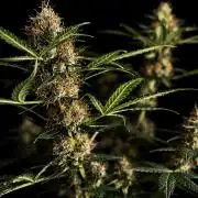 Grow 5.2 | Divine Seeds Auto Black Opium