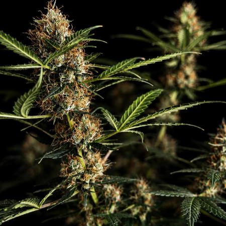 Grow 5.2 | Divine Seeds Auto Black Opium