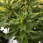 Grow 3.2 | Terpyz | Blueberry Lime Kush AD