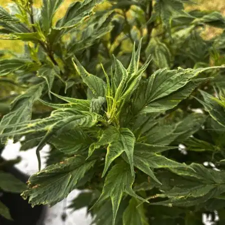 Grow 3.2 | Terpyz | Blueberry Lime Kush AD