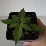 8 Sensible Seeds Bruce Banner 3 CBD