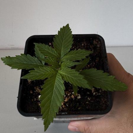 8 Sensible Seeds Bruce Banner 3 CBD