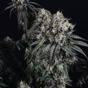 Grow 7.6 | Green House | Super Banana