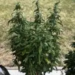 Grow 3.2 | Terpyz | Blueberry Lime Kush AD
