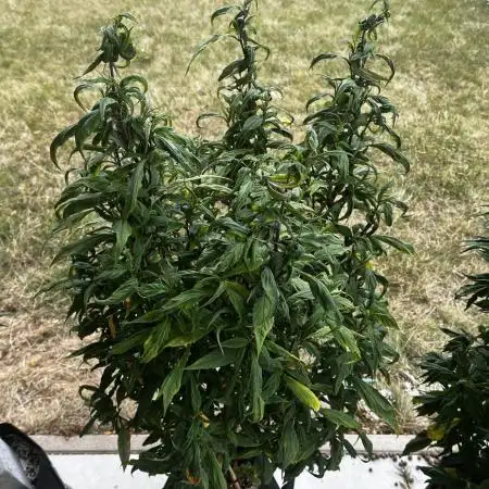 Grow 3.2 | Terpyz | Blueberry Lime Kush AD