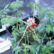 Grow 6.2 | Doctors Choice | Black Mamba