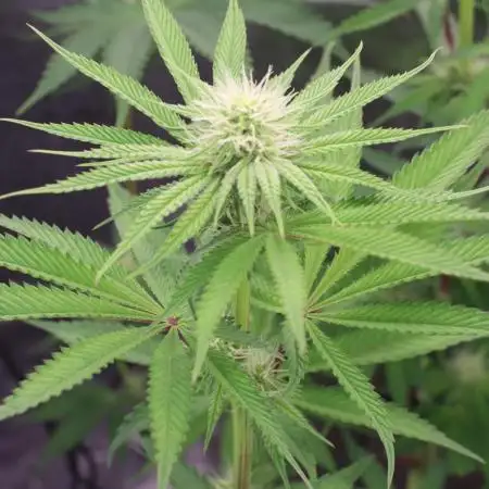 Grow 5.3| Zamnesia | Lemon Cherry Gelato