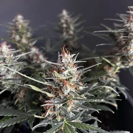 GROW 5.0 | Divine Seeds Auto Big Demon