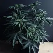 Grow 7.6 | Green House | Super Banana