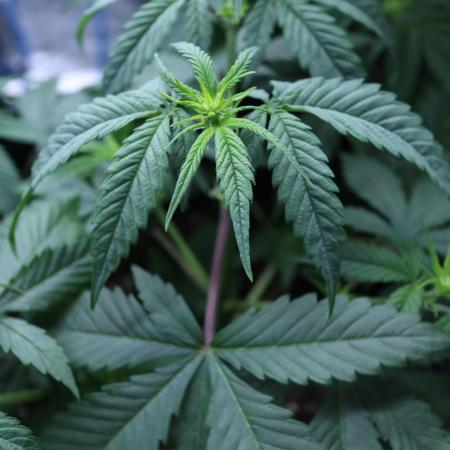 GROW | 5.1 | Divine Seeds Auto Moon Rock