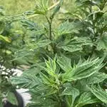 Grow 3.2 | Terpyz | Blueberry Lime Kush AD