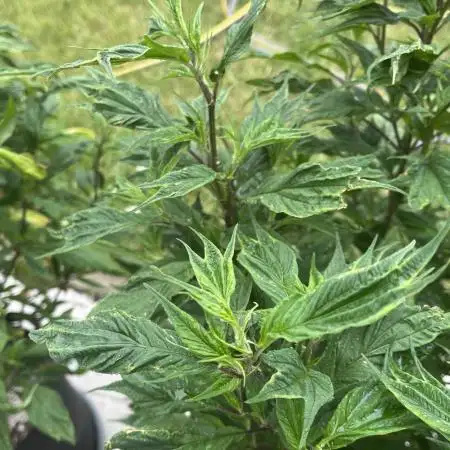 Grow 3.2 | Terpyz | Blueberry Lime Kush AD