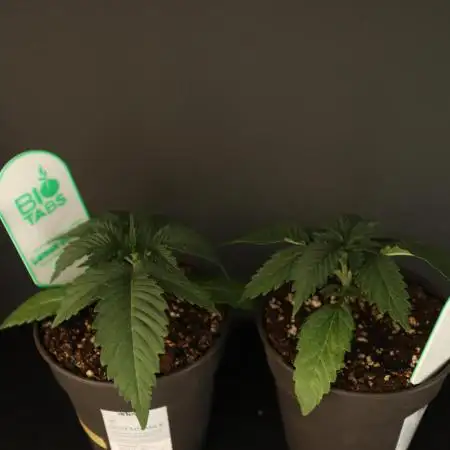 Grow 5.3| Zamnesia | Lemon Cherry Gelato