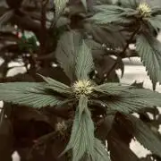 Grow 7.7 | Terpyz | Spicy Temp. RG
