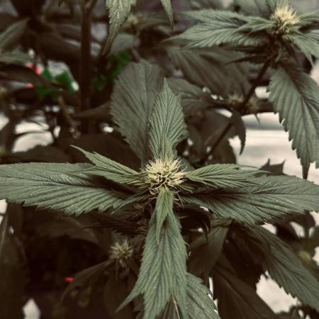 Grow 7.7 | Terpyz | Spicy Temp. RG