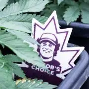 Grow 6.2 | Doctors Choice | Black Mamba