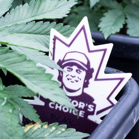 Grow 6.2 | Doctors Choice | Black Mamba