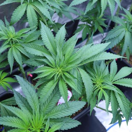 Grow 5.4 | Zamnesia | Purple Urkle