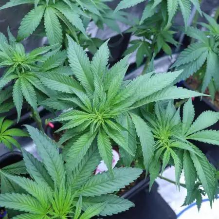 Grow 5.4 | Zamnesia | Purple Urkle