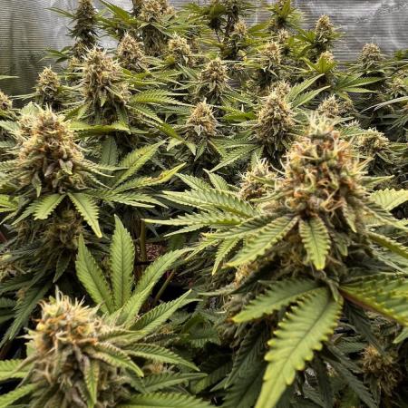 Grow 3.0 | Zamnesia | Green Goblin