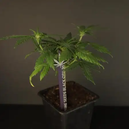 Grow 5.2 | Divine Seeds Auto Black Opium