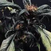 Grow 7.7 | Terpyz | Spicy Temp. RG
