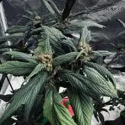 Grow 7.7 | Terpyz | Spicy Temp. RG